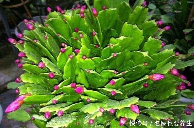 蟹爪兰生长期中的光照度最为重要，该需要什么程度的光照呢！