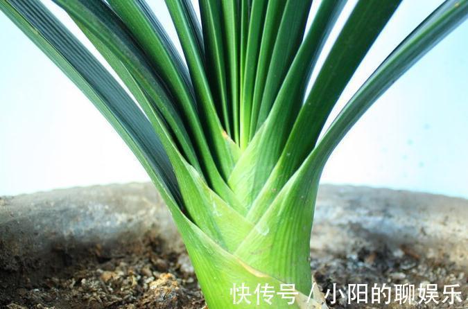 斑纹者|君子兰如何换盆,浇水,施肥