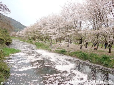 踏春系列-浮云岭看樱花 2月27日走进浮云岭漫步樱花林