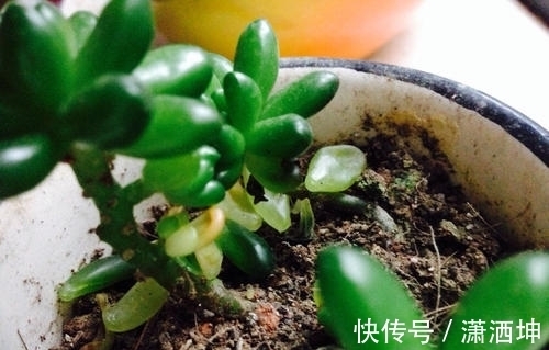 叶子|养多肉老桩不能走捷径,砍头撸叶子只是徒有其表,要谨记!