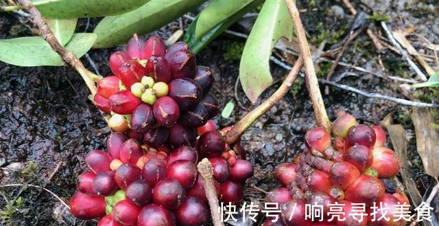 椭圆形|山里有一种美味的野果悄悄成熟了,这种野果你有吃过吗!