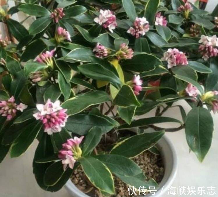 4种福运花,自带福气好养活,浇水就疯长,开花爆盆很容易