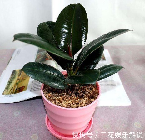 高温来袭，在家养这些花朵，养护省心，放家里清新省事，花儿贼旺