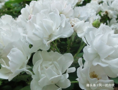 家养月季总是难开花学会这三个小技巧,轻松花开爆满盆