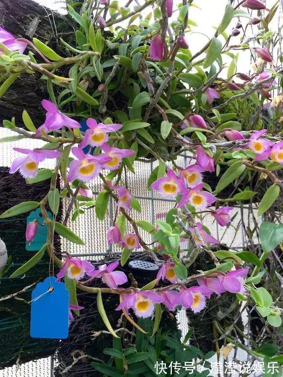 还在养绿萝家里养盆“香香花”,好看好闻,清香四溢精神好!