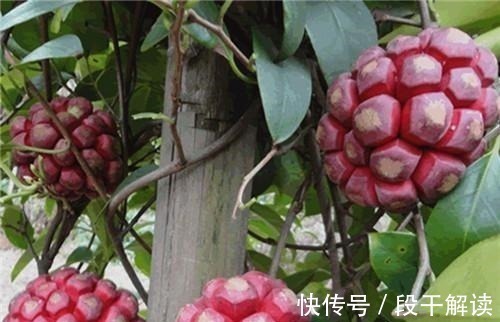 野果子|这野果长相奇奇怪怪,里面的果肉却是香甜可口,好吃易养活!