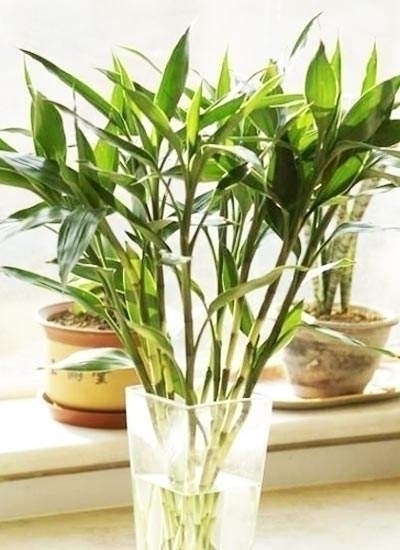 养花不在多,家中养上这“3种”,安宅又“旺财”,舒适又健康