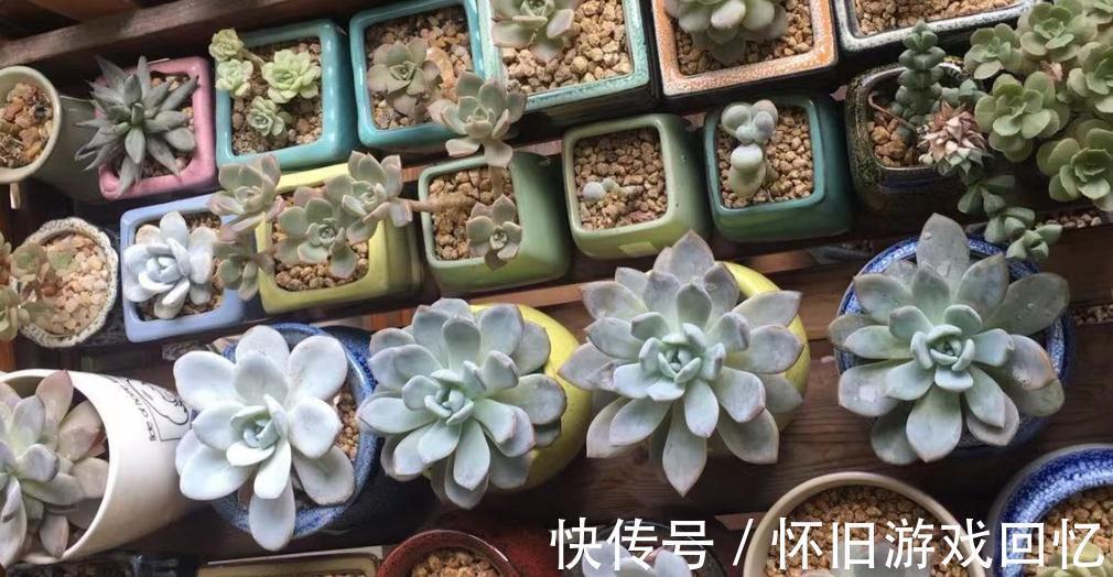 网购多肉,栽种前做好五个准备步骤,多肉妥妥地迅速服盆