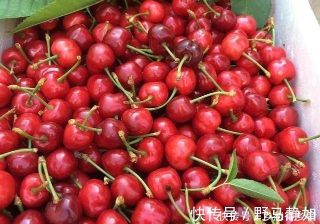 巴旦木|凤梨vs菠萝、樱桃vs车厘子、杏仁vs巴旦木这些食物是什么关系