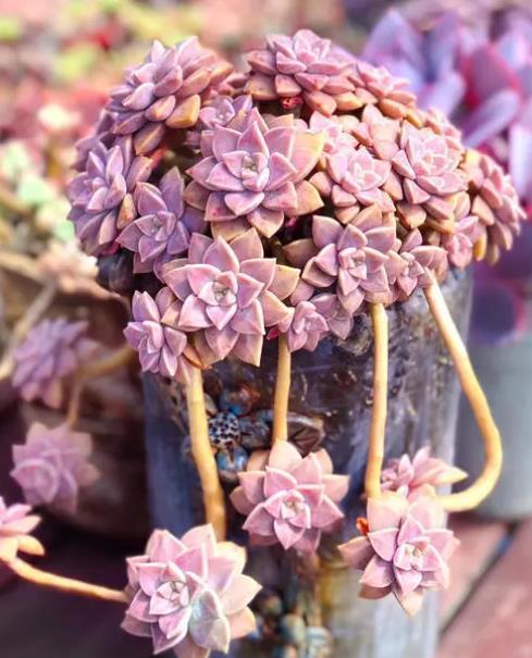 夏天|6种多肉养活容易养死难,夏天晒太阳淋淋雨,轻松养成小老桩