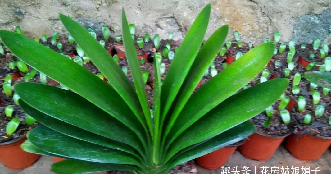 植株|君子兰在花盆里头重脚轻站不稳，别忽视，原因简单危害却很大