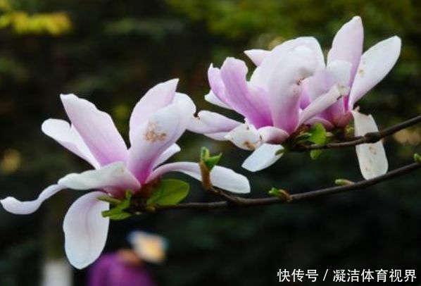 繁花似锦|家里喜欢养花，此款花卉四季常开，花色繁多易爆，四季繁花似锦