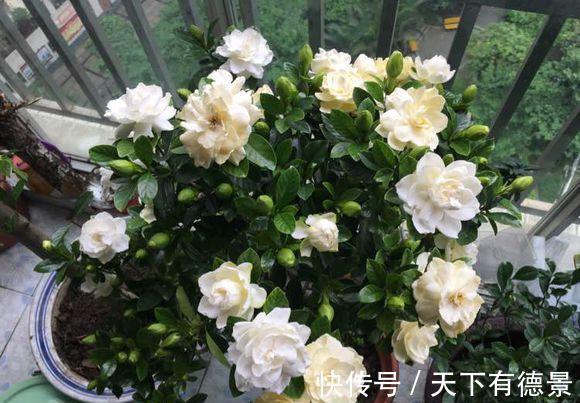 绿萝|一场秋雨一场寒,秋雨后适合扦插6种花,爱生根,爱生长