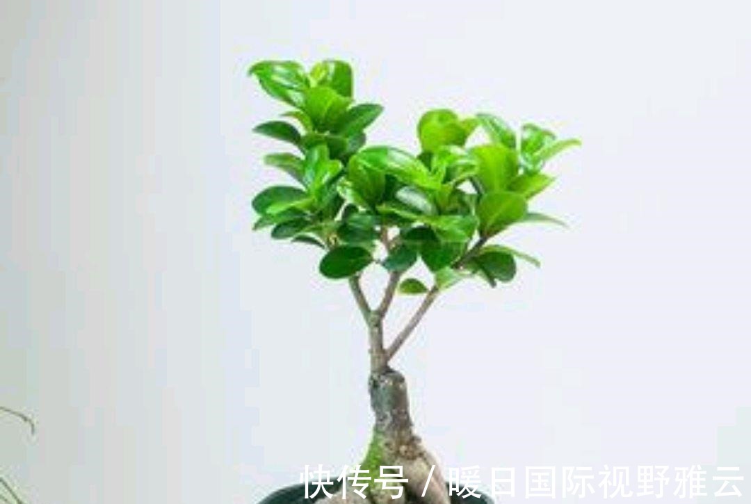 冬养小榕树,要想姿态美,几点管理一定要做对
