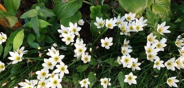 开花|葱兰怎么养才能开花更多?剪一剪,一下开出几十朵花