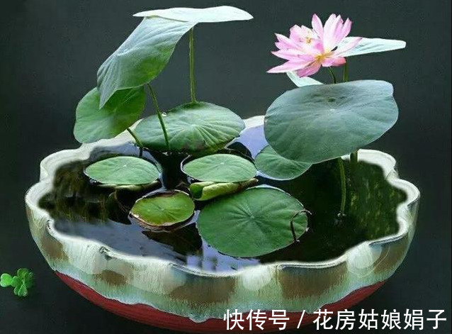 养分|葳蕤俏丽如碗莲,为何只长叶不开花?为你揭开8个不开花的原因