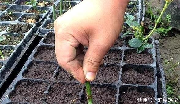 有5种万能“扦插水”,制作方便,不管什么插穗,只要一泡就生根