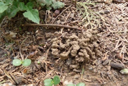 叶片|路边没人要的“小东西”,捡来养花,透气营养高,10年不换盆!