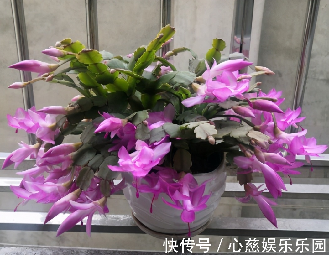 肥料|养自根蟹爪兰,常见问题有“5个”,知道原因,自己就能解决