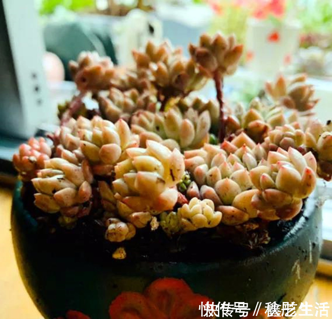 玉缀|最耐晒的8种多肉,夏天照样疯长不停,呼呼窜成小瀑布