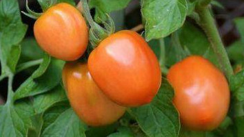 蒲儿菜|会吃的人最健康,四种食物离不开,排毒清肠,延缓衰老,早吃早好