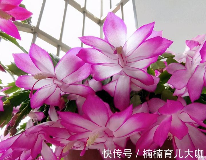 蟹爪兰叶子又红又薄的“根源”在哪？纠正这4点，才不影响开花