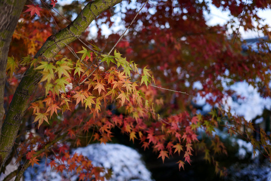 f1.8|F1.8军团全员集结 松下S 35mm F1.8镜头评测