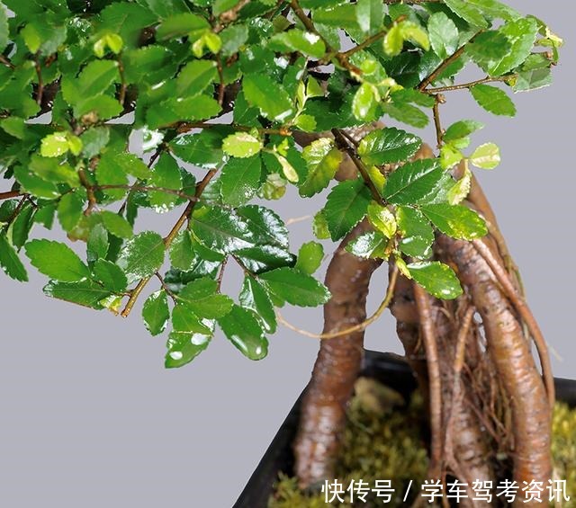 7种花，就得小盆养，盆越小水越少，长得更快！