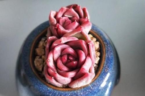 多肉阳台党终于放弃了蒂亚,因为遇见了篝火,颜色火红皮实好养