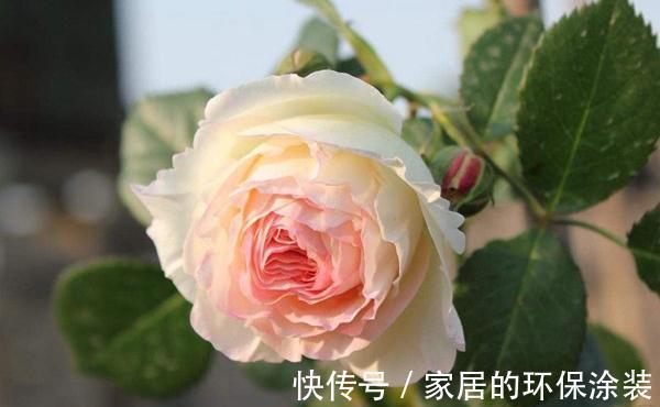 花型|太热了,“粉龙”不开花,用以下月季品种来弥补遗憾,真心不错