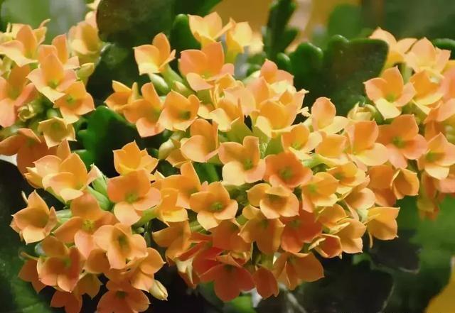 此物在农村满大街都是,却没人要,带点回家,养花的神器