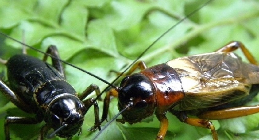 晓梦!诗词|《苏幕遮 山居秋夜》更漏滴长 晓梦无人解