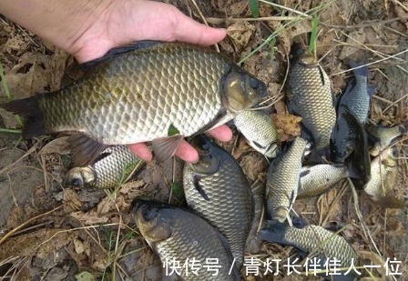 我国一种杂交鱼，1年可长3斤，常被冒充土鲫鱼，很多钓友也分不清