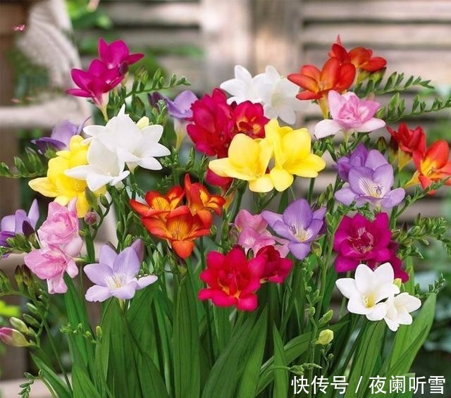 喜欢养护花卉,就在家中养护花色艳丽,花期长,美丽妖娆的3种花