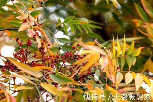 这野草带刺,牲畜见到绕着走,叶片晒晒能做肥皂