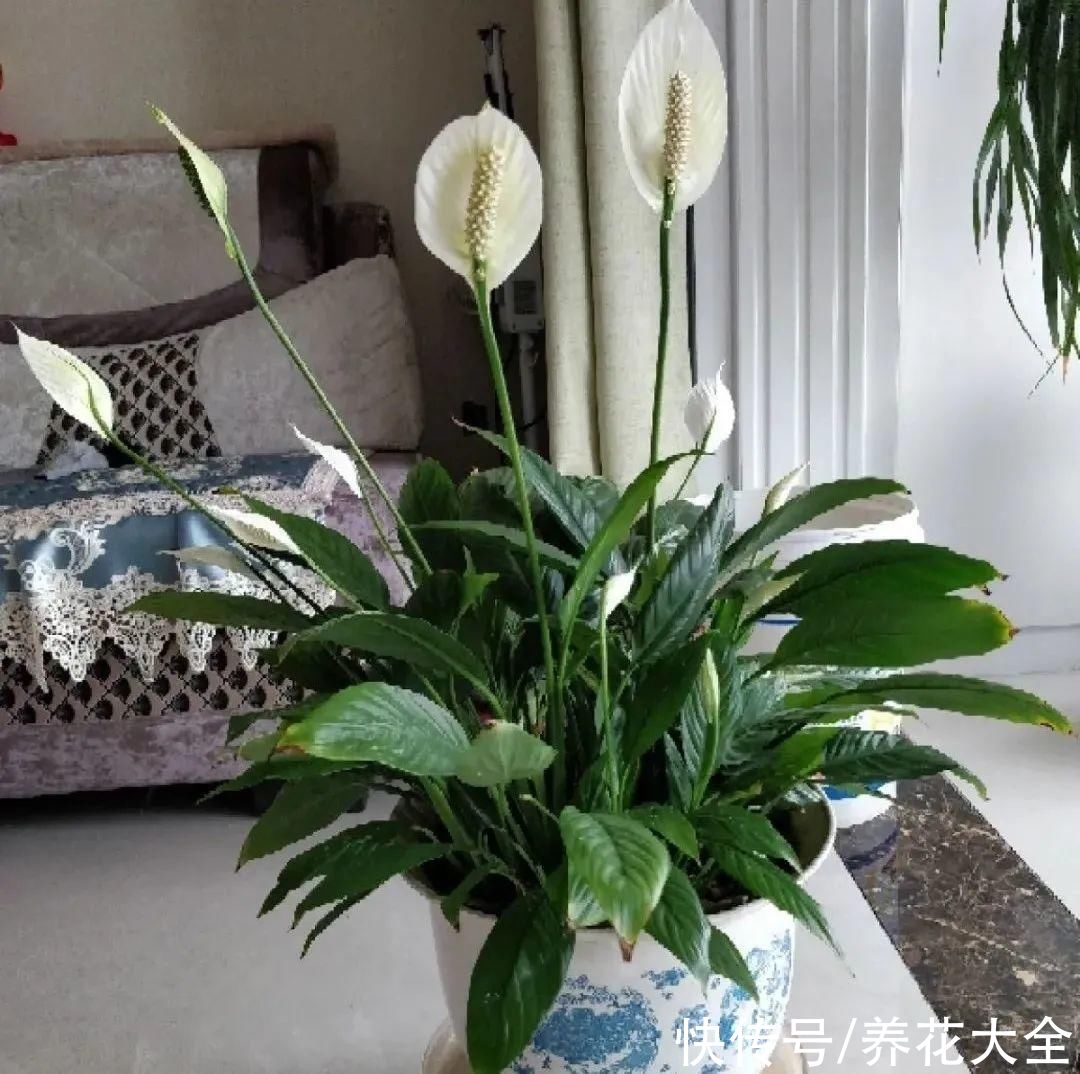 10种“怕晒花”，越晒死越快，半阴地儿反倒长得旺