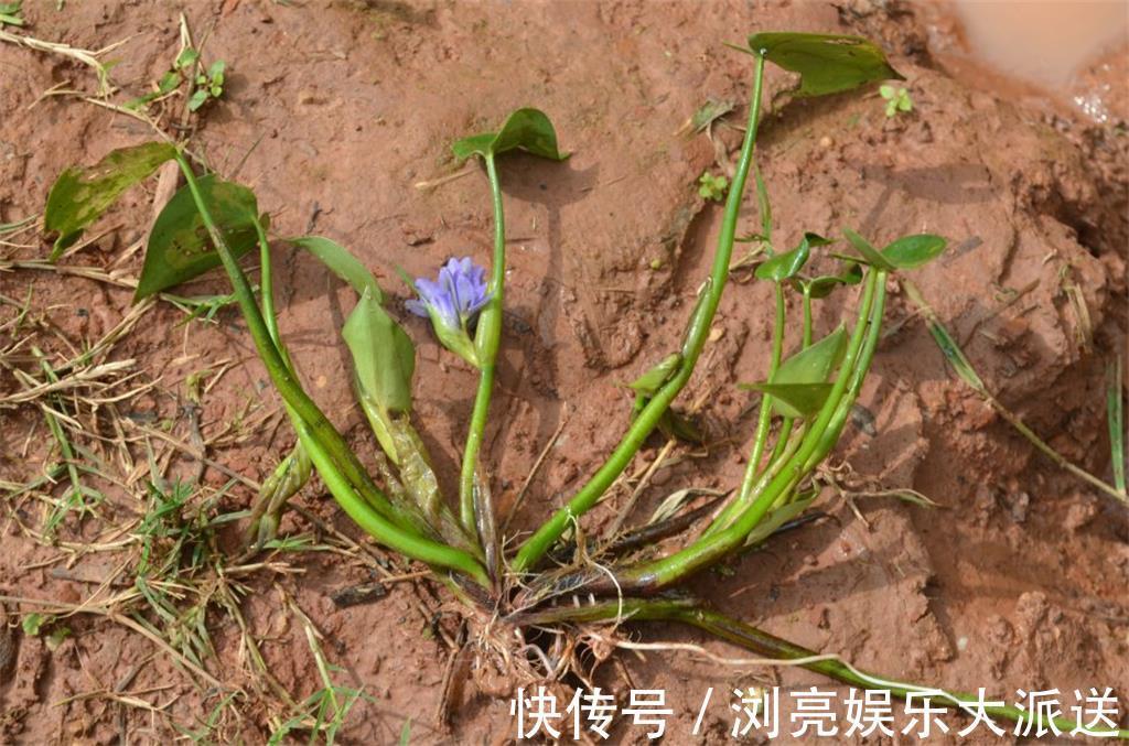 水田|水田边的一种“竹叶”，过去常用来喂猪，营养好，如今成稀罕野菜