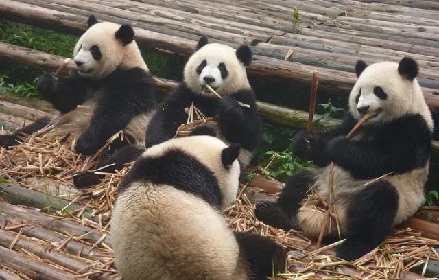 动物|一百年来,中国灭绝了多少动物?