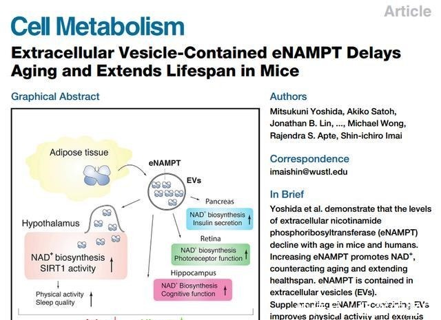 惊天突破!华盛顿大学证实NAMPT酶可使剩余寿命翻倍!