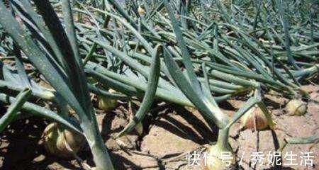 食物|女人月经量少 这几种食物可多吃, 帮你调理月经, 卵巢也更年轻