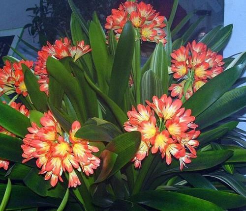 君子兰烂根|君子兰为什么会烂根？告诉你3种烂根原因和3种处理方法，简单易学