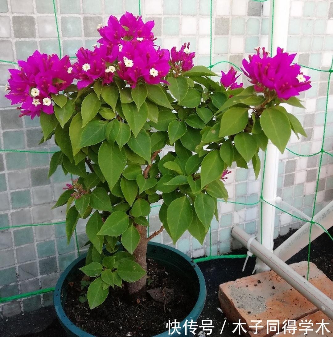 7种花,立秋后换盆,秋冬才能越养越好