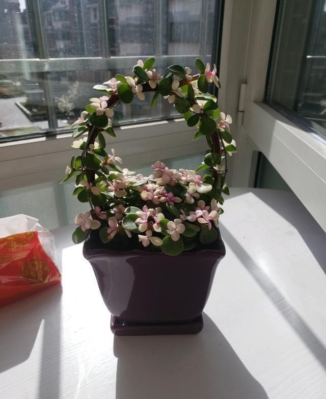 浇灌|3种药片是个宝,拿来养花效果好,浇花水里加一点,养啥“旺”啥