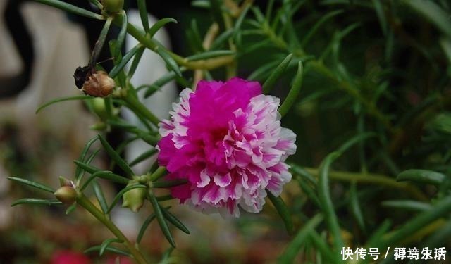 花香浓|路边看到这“三种花”马上挖回家，花香浓易爆盆，花开一茬又一茬！