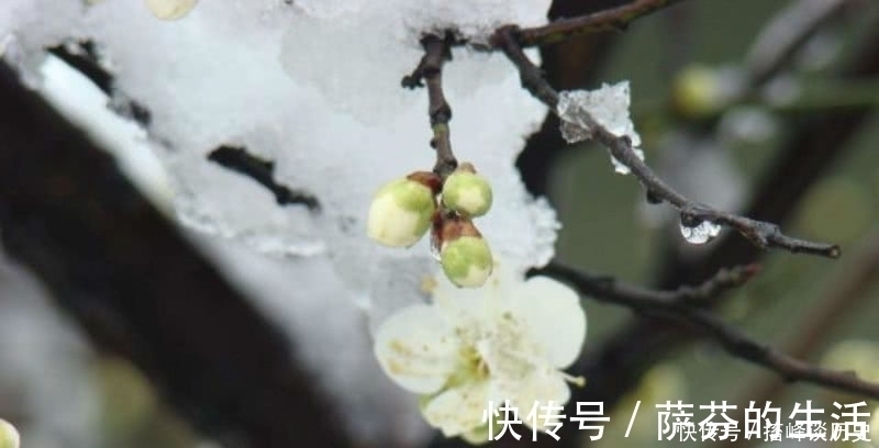 伤感&李商隐的这首《忆梅》,开篇两组叠字句令人惊艳,从开篇美到结尾