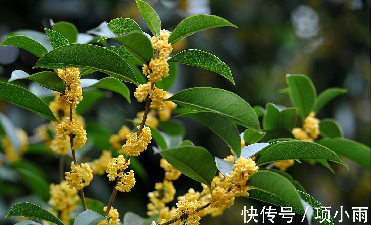 桂花|3种富贵花寓意花开富贵,养在家里,不但漂亮,还贵气十足