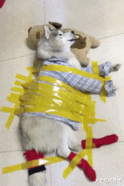 |最新搞笑精选GIF:小伙子你这样喝酒恐怕“肠子”都通了吧!