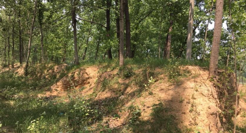 隐患|自制腐叶土养花:用什么土合适,怎么解决虫害隐患?