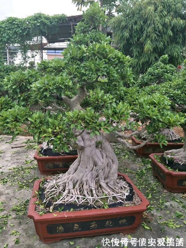 榕树盆景怎么养到根冒枝壮造型美,盆景大咖常用的3种方法