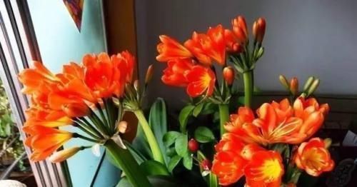 最厉害的养花营养液:给花喝一勺,四季油绿,花开满盆!